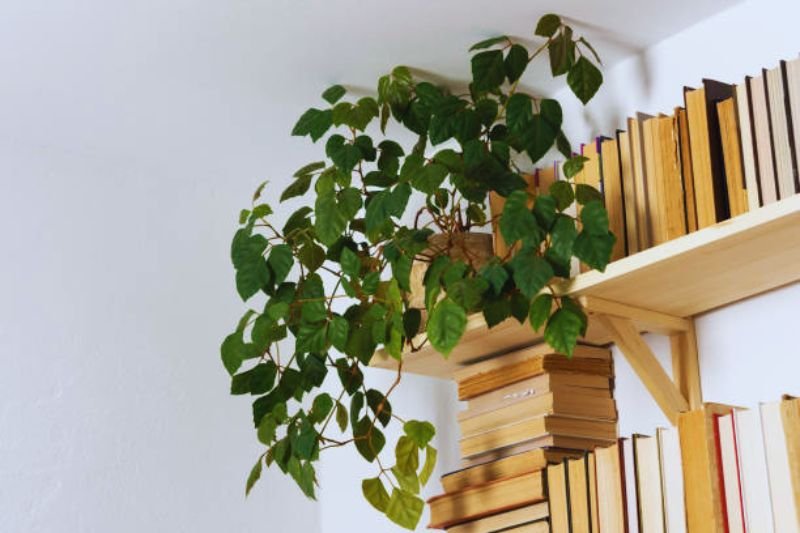 floating corner shelf with plant in small bedroom