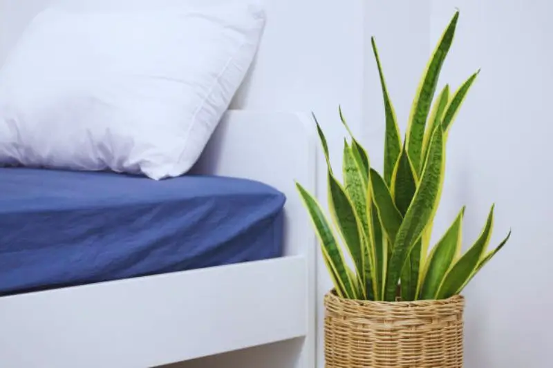 snake plant and pothos in small mens bedroom